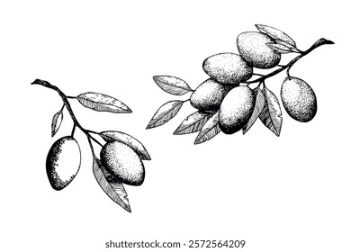 Black and white olive branch sketch. Tattoo olive branch collection. Ink hand drawn olives set. Botanic plant vector illustration. A sprig of an olive tree with leaves. Food concept. Design elements.