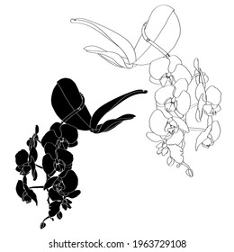 Black and white orchids branches with leaves. Orchid phalaenopsis flowers branch isolated on white background.