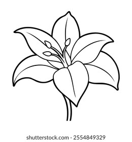 Black and white outline of an amaryllis flower