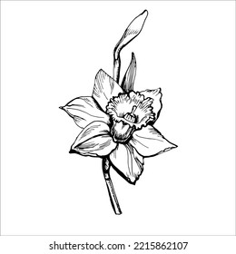 Schwarz-Weiß-Umrisszeichnung der blühenden Blume mit Knospen einzeln auf weißem Hintergrund. Zum Erstellen von Blumenkarten, Stoffdruck, Stickereien, Servietten, Verpackungen, Hochzeitseinladung