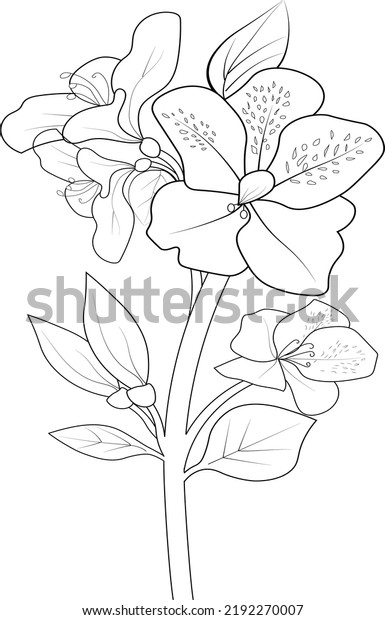 Black White Outline Drawing Vector Coloring Stock Vector (Royalty Free ...