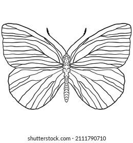 Black and white outline illustration of a butterfly on a white background. Vector isolated butterfly illustration.