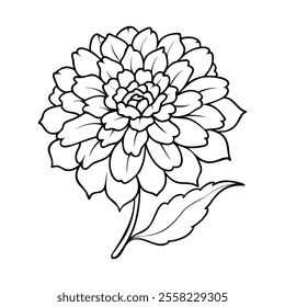 Black and white outline of a marigold flower with intricate petals and a single leaf