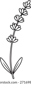 Schwarz-weißer Umriss einer einzelnen Lavendelfeder mit Blättern Kräuterpflanze Blume botanisch