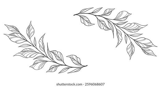black and white outline sketch of a leaf