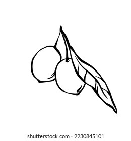 Black and white outline vector drawing of olives with leaves in doodle style. Freehand ink line design element for olive oil, natural cosmetics, wrapping, kitchen textile 

