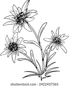 Black and white outline vector drawing of edelweiss flower isolated