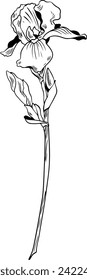 Black and white outline vector drawing of iris flower isolated
