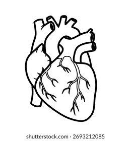 Black and white outline vector of a human heart. Suitable for anatomy study materials, medical line art, biology illustrations, and educational vector designs