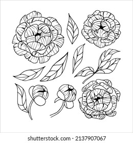 Black and white outlines of a set of peonies drawn by hand for product design
