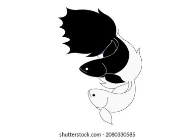 Black and white pair of betta fish swimming in love with each other.