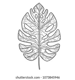 
Black and white palm leaf isolated.  Hand drawn sketch illustration.