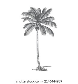 black and white palm tree line art