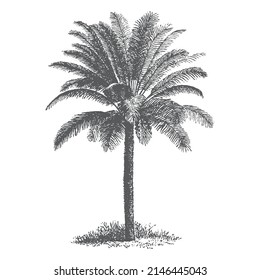 black and white palm tree line art