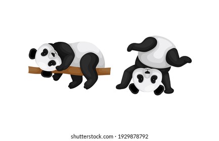 Black and White Panda Bear or Giant Panda with Patches Around its Eyes and Ears Lying on Tree Branch Vector Set