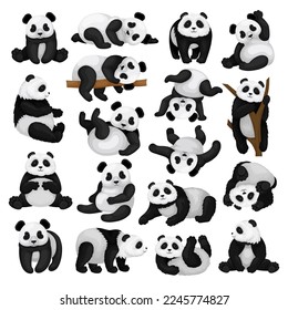 Black and White Panda Bear or Giant Panda with Patches Around its Eyes and Ears in Different Pose Big Vector Set