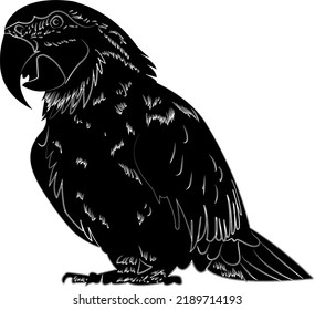 Black and white parrot bird illustration