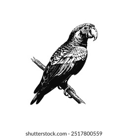 Black and white parrot illustration perched on branch. Vector illustration design.