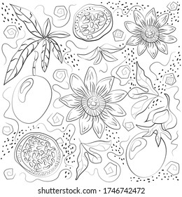 Black and white passiflora isolated on white background. Vector illustration. Decorative retro style passion fruit product for restaurant menu, market label, coloring book.