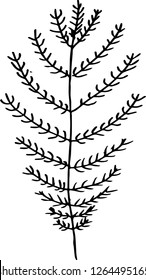 Black white pattern of a branch with leaves. Fractal plant