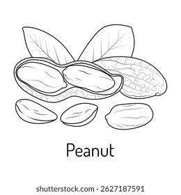 Black and white peanut illustration with leaves. Hand-drawn food sketch, great for coloring books, botanical designs, and food education materials.