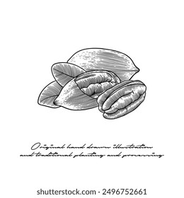 black and white Pecan illustration with engraving technique