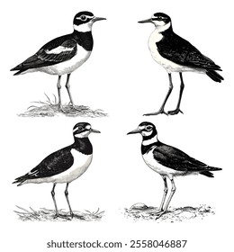 A black and white peewit bird silhouette vector illustration with white background 