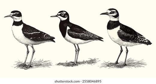 A black and white peewit bird silhouette vector illustration with white background 