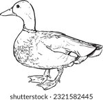 Black and white pen and ink line drawing mallard duck male duck bird standing illustration spot vector art