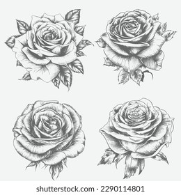 Black and white pencil sketch art rose flower, vector illustration. Isolated on white background rose. High detail rose flower vector