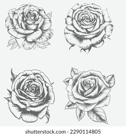 Black and white pencil sketch art rose flower, vector illustration. Isolated on white background rose. High detail rose flower vector