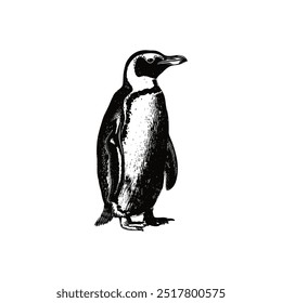 Ilustração de pinguim preto e branco em pé. Design de ilustração vetorial.