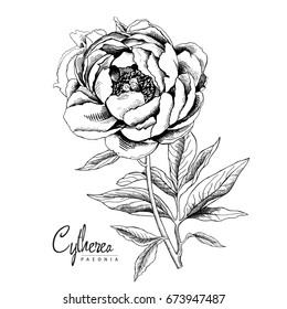 Black and white Peony flower with leaves. Vector illustration.