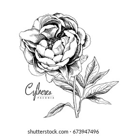 Black and white Peony flower with leaves. Vector illustration.