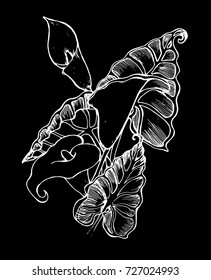 Black and white peony illustration. Elegance of lines. Chalk on a blackboard