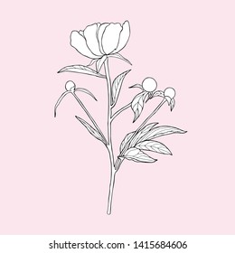 Black and white peony on a pink background. Can be used for postcards, invitations, advertising, web, textile and other.