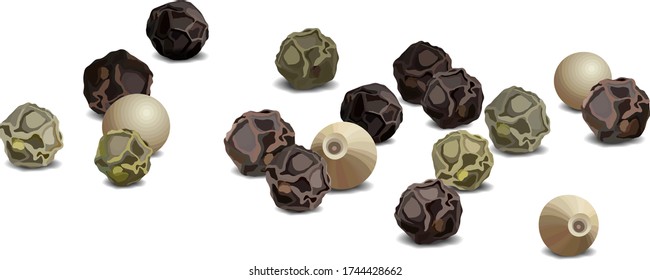 Black and white pepper close up realistic vector illustration