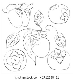 Black and white persimmon isolated on white background. Vector illustration. Decorative retro style persimmon product for restaurant menu, market label, coloring book.