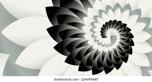 Black and white petals twisted, abstract image
