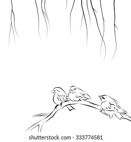 black and white picture of sparrows on a branch