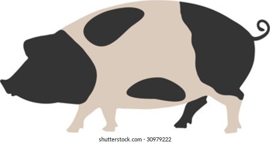 black and white pig