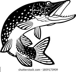 black and white pike vector