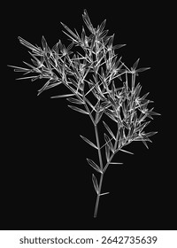 Black and white plant drawing with intricate details of leaves and stems, set against a dark background for striking contrast. The monochrome style highlights the natural elegance of the bush.
