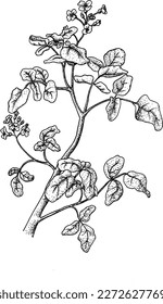 Black and white pointillistic medicinal herbs illustration Set of different plant drawings vector clipart