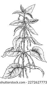 Black and white pointillistic medicinal herbs illustration Set of different plant drawings vector clipart