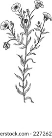Black and white pointillistic medicinal herbs illustration Set of different plant drawings vector clipart