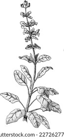 Black and white pointillistic medicinal herbs illustration Set of different plant drawings vector clipart