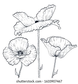 black and white poppies drawing, hand-drawn illustration