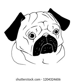 Black and white portrait of pug on white background. Illustration of cute doggie.