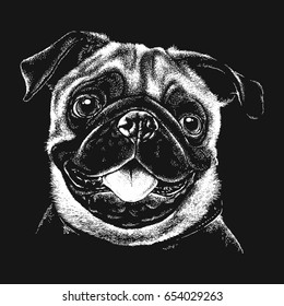 Black and white portrait sketch of a fawn pug's face. Vector illustration. 